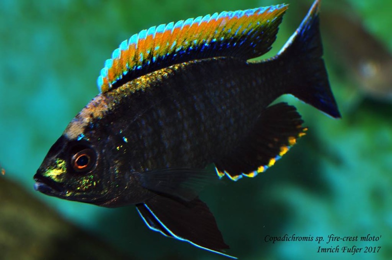 Copadichromis sp. 'firecrest' Gome